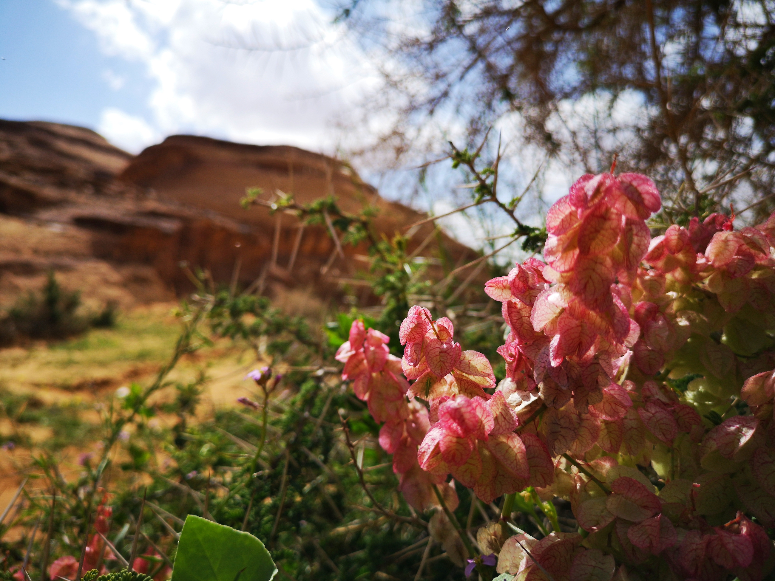 Summer in Alula, Saudi Arabia